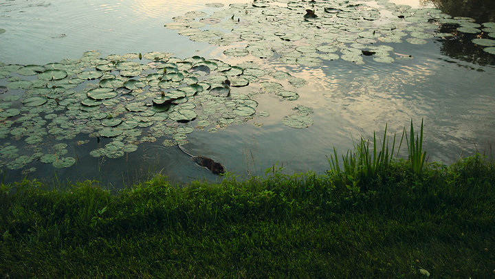 Pond Dweller, Milwaukee, 2013