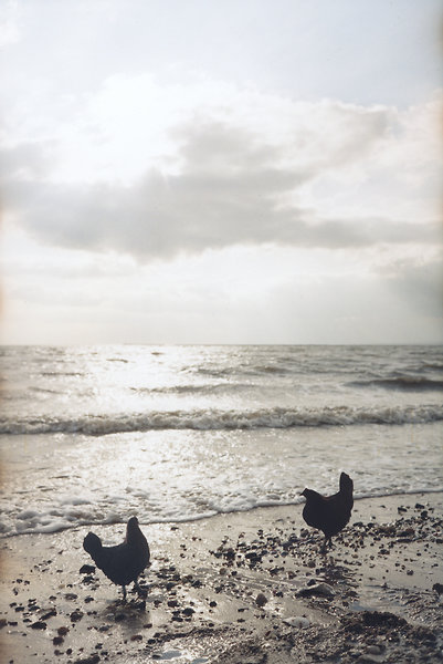 Chickens by Sea