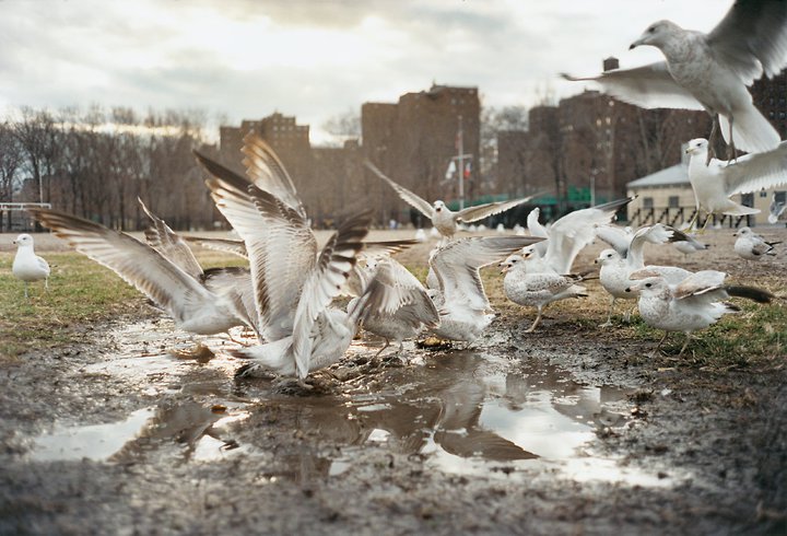 Seagulls Fighting for Bread