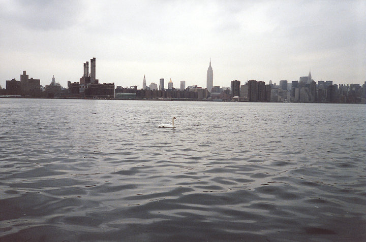 NYC Swan