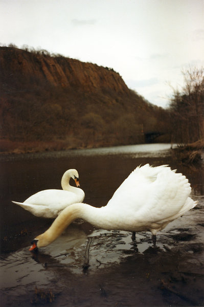 Audubon Swans